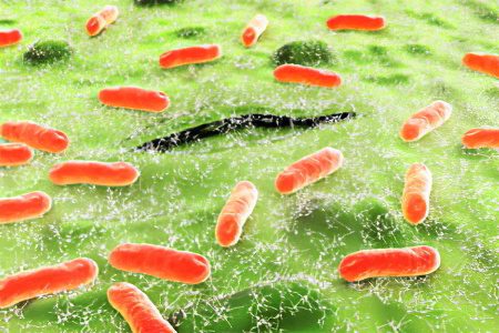 Analysis of feces for dysbacteriosis: interpretation of the results