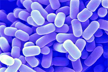 Analysis of feces for dysbacteriosis: interpretation of the results