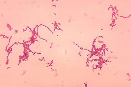 Analysis of feces for dysbacteriosis: interpretation of the results