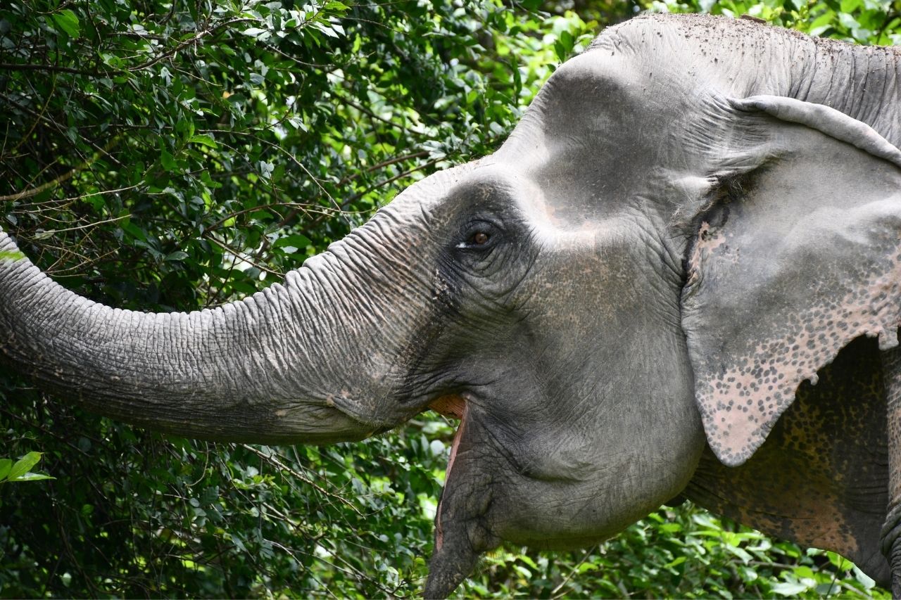 And you buy an elephant: how to adopt an animal and help wildlife