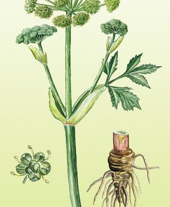 Angelica officinalis