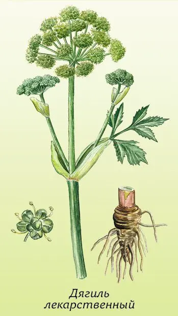 Angelica officinalis