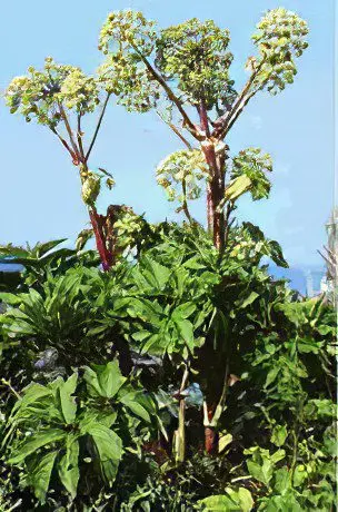 Angelica officinalis