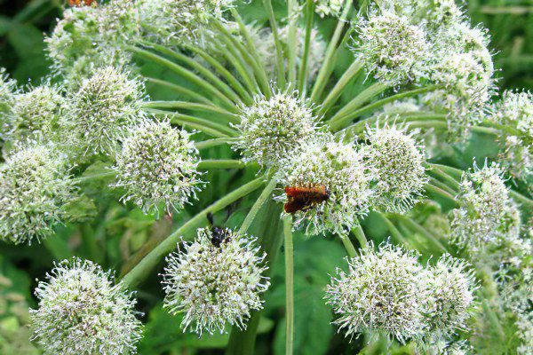 Angelica officinalis