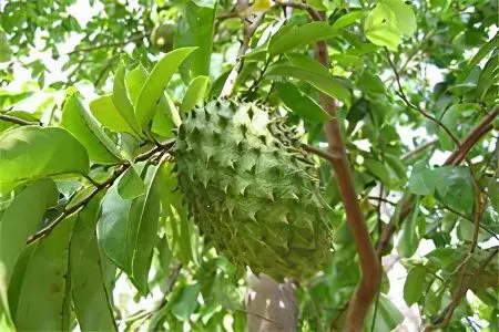 Anona (guanabana) &#8211; a unique fruit against cancer