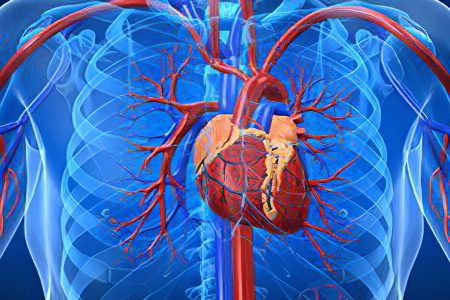 Aortic aneurysm of the heart