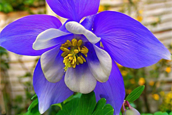 Aquilegia