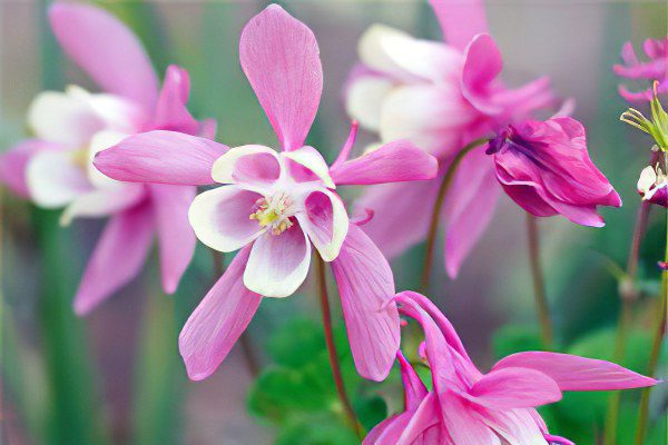 Aquilegia