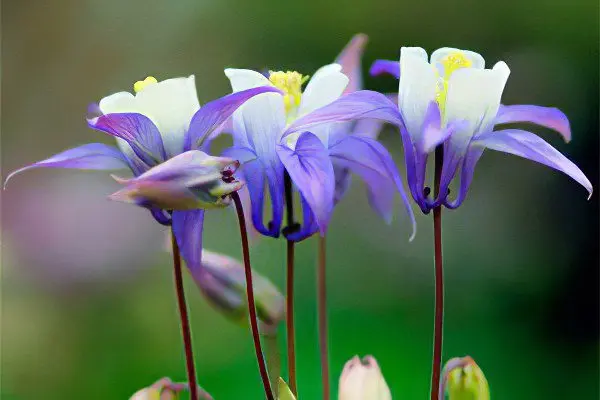 Aquilegia