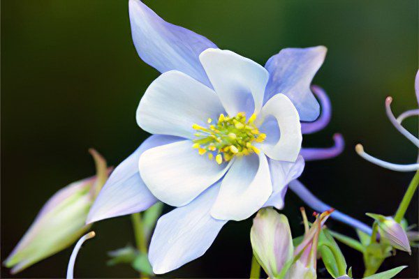 Aquilegia