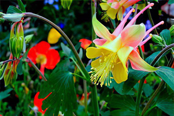 Aquilegia