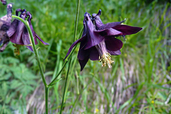 Aquilegia