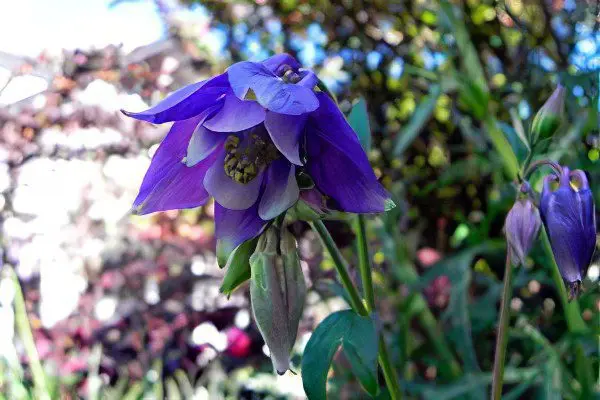 Aquilegia