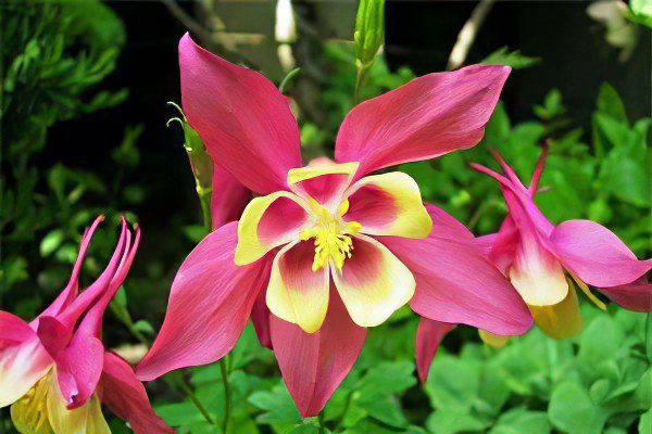 Aquilegia