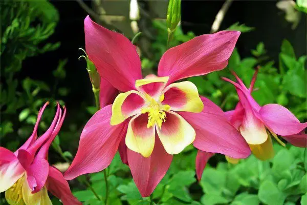 Aquilegia