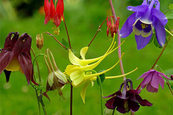 Aquilegia