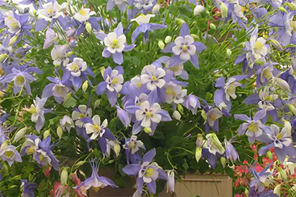 Aquilegia