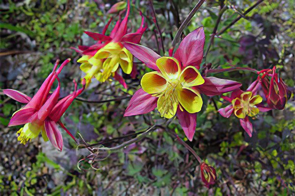 Aquilegia