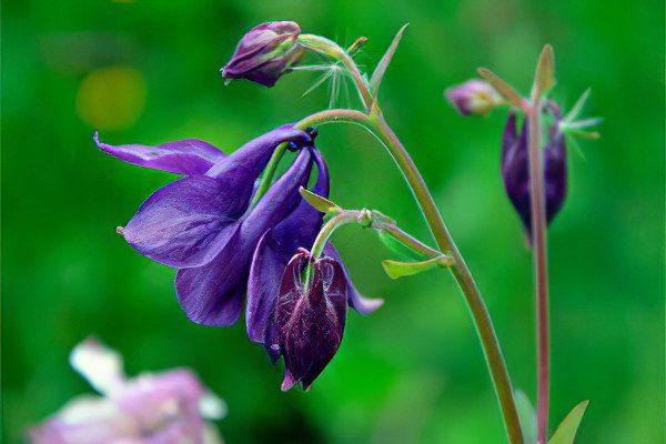 Aquilegia