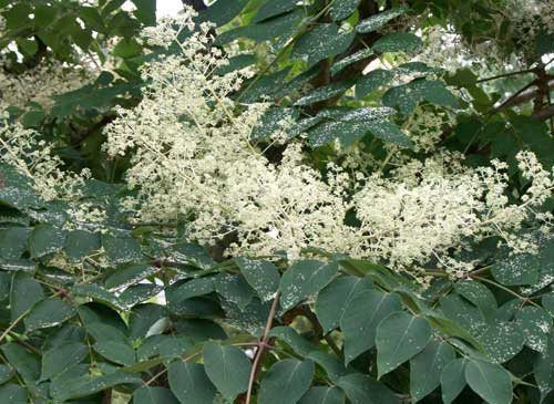 Aralia Manchu