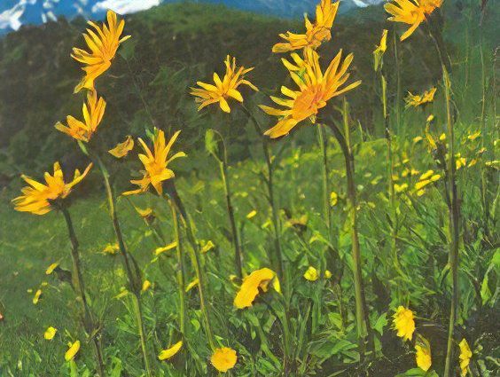 Arnica mountain