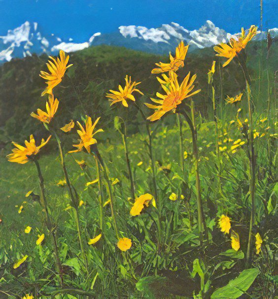 Arnica mountain