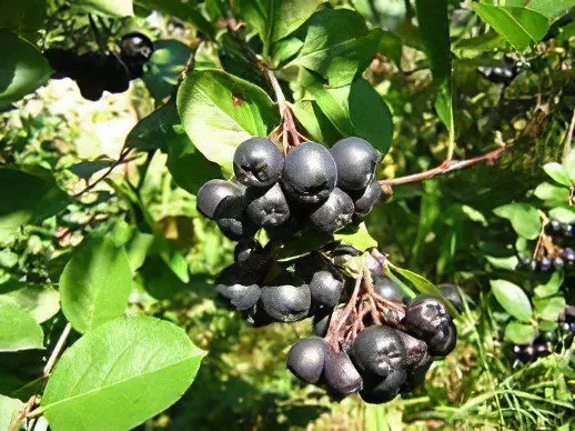 Aronia chernoplodnaya