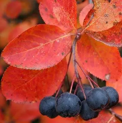 Aronia chernoplodnaya