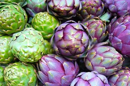 Artichoke - useful properties, application, treatment