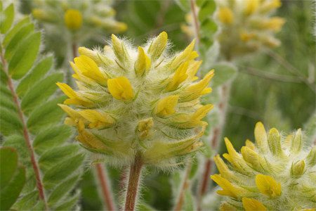 Astragalus: medicinal properties and contraindications