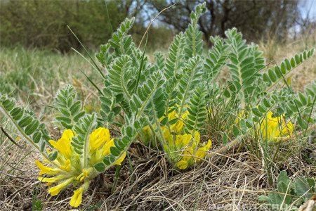 Astragalus: medicinal properties and contraindications