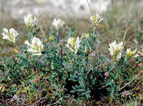 Astragalus Woollyflowered