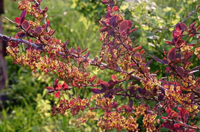 Barberry Common