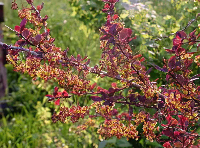 Barberry Common