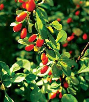 Barberry Common