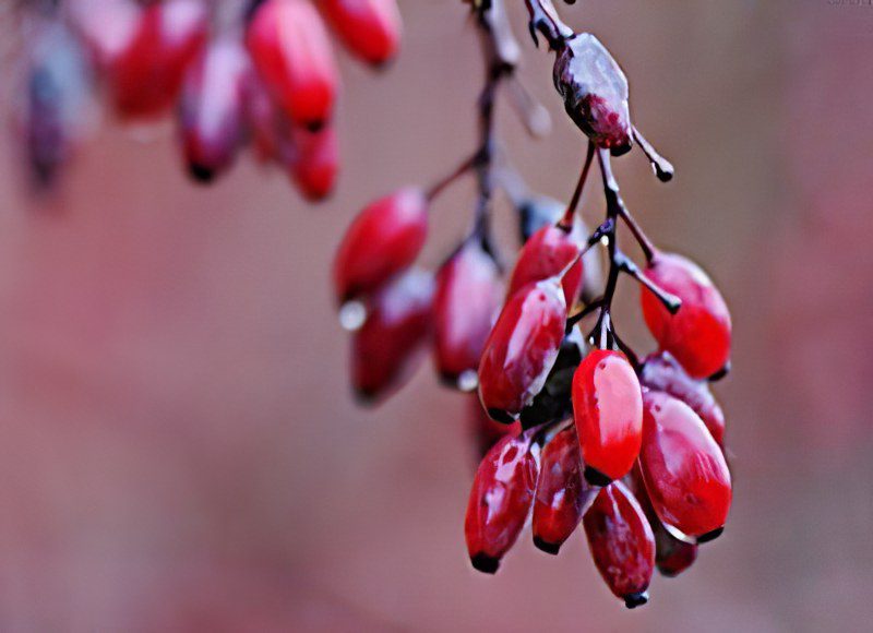 Barberry Common