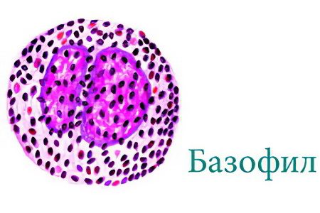 Basophils: what is it?