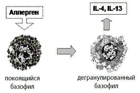 Basophils: what is it?