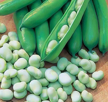 Beans: useful properties and uses