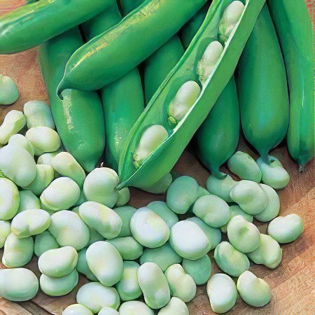 Beans: useful properties and uses