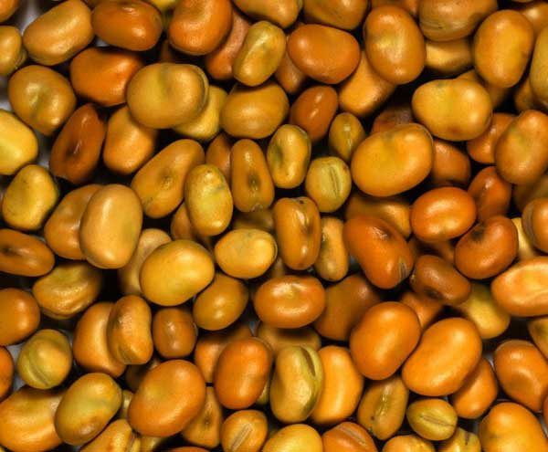 Beans: useful properties and uses