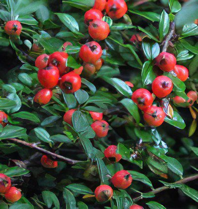 bearberry