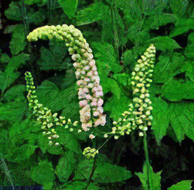 Black cohosh