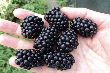 Blackberry: useful properties, composition, contraindications