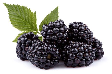 Blackberry: useful properties, composition, contraindications