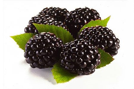 Blackberry: useful properties, composition, contraindications