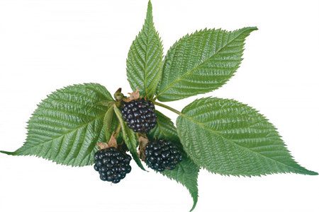 Blackberry: useful properties, composition, contraindications