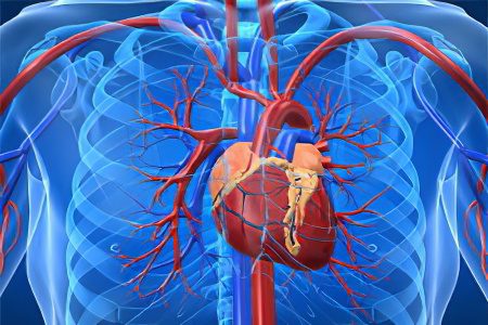 Blood clot in the heart: symptoms and treatment