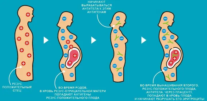 Blood group: compatibility, what does it affect?