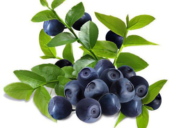 Blueberries: useful properties, recipes